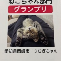 ２月２２日はにゃん・にゃん・にゃんの「猫の日」。Aichi Sky Expoで開催された「わんにゃんドーム2026」に行ってきました！