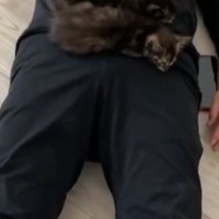 『子猫たちがやけに静かだな』と思ったら、『パパの上』で……まさかの瞬間に４万いいね「夢のような光景ｗ」「なんて素敵な場面ｗ」と反響