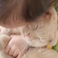 小さな女の子に『ぎゅっと抱きしめられる猫』→頬をすりすりされると…たまらなく可愛い『やり取りの様子』が164万再生「幸せをありがとう」