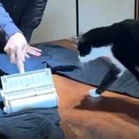 服についた『猫の毛』を取ろうとしたら、猫がやって来て…「無限ループで笑った」「永遠に見ていたい」まさかの展開に１万いいねの反響