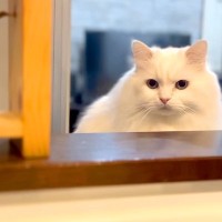 ママのことが大好きな元野良猫→片時も離れたくなくて…まるでストーカー行為？『愛が重い光景』が話題「いいなぁ」「逃げられそうにない」