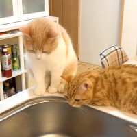 洗い物を始めると、２匹のネコがやってきて…まるで監視員？想像以上に『見守る様子』が可愛すぎると反響「いいなぁ～」「お仕事お疲れさん」