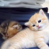 ぬいぐるみのような子猫→膝の上でくつろぎはじめ…愛おしくて『ずっと見ていたくなる光景』が11万再生「信頼してくれてる証」「天使のよう」