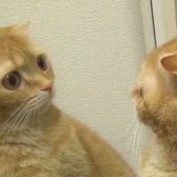 猫たちが『鏡』で自分の姿を見たら…個性豊かな『リアクション』が面白いと53万再生の反響「表情がたまらんｗ」「とっても可愛いｗ」