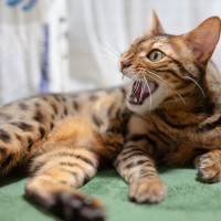 猫が『欲求不満』を抱えているサイン4つ　放置してはいけない理由や解消法も解説