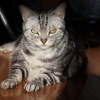 『元野良猫を家猫』として迎えるときのポイント5つ　慣れてもらうコツや配慮すべきことも