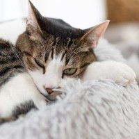 猫がストレスを抱えてしまう『飼育環境』4選　すぐに見直すべき理由や改善のコツまで