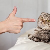 猫を『短命』にさせてしまうNG行為5つ　あなたは大丈夫？いますぐ見直すべきこと