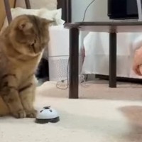忙しいパパにかまってほしそうな猫→『ベル』を渡してみたら…まさかの展開に「手つきが可愛すぎるｗ」「謎の遊びをする男達ｗ」と15万再生