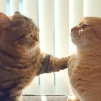 仲良く並ぶ２匹の兄弟ネコ→突然ケンカを始めたかと思いきや…『微笑ましい展開』が話題「喧嘩するほど仲良しなのかな」「にやけてしまう」