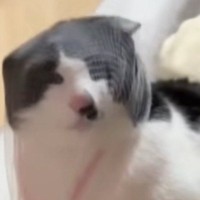 爪切りの途中、頭にネットを被ったまま『逃走した猫』…爆笑必至の『情けない姿』が45万再生「見ないでｗｗ」「笑いすぎて涙出てきた」