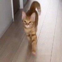 嬉しいことがあった茶トラ猫→『走り方』が……思わず笑顔になる『可愛すぎる瞬間』が109万再生「前足の動かし方が絶妙ｗ」「ほっこりした」