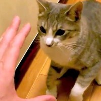 ネコの前に手を出して『ケンカ』を売った結果→飛びかかってきて…『愛のこもったやり取り』が99万再生「鳴き声かわいい」「世界一可愛い攻撃」