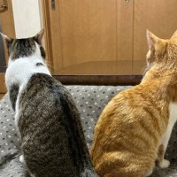 仲良くいっしょにいた『2匹の猫』→『しっぽ』を見ると……奇跡みたいな瞬間に２万いいね「すごい綺麗ｗ」「お見事だねｗ」とSNSで話題