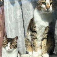 窓の外を眺める2匹の猫→『1時間』も同じ状態で……ほっこりするエピソードに３万いいね「私も絶対しちゃうｗ」「アイドル気分だねｗ」