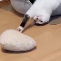 猫がおもちゃをハウスに持ち込もうとしたら…『可愛すぎる瞬間』に笑顔になる人続出「助けてあげたいｗ」「癒しをありがとうｗ」と12万表示