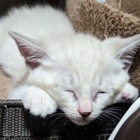 白かった子猫→成長していくと……まさかまさかの『現在の様子』に驚愕の声続出「別の猫やんｗ」「途中まではわかるんだけどｗ」と１万いいね