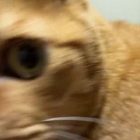 パソコンに入力されていた『謎の数字』→すぐそばにいた『猫』を見たら…分かりやすすぎる『表情』が164万表示「知りませんｗ」「顔ｗ」