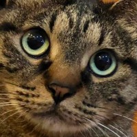 普段は可愛い表情の猫→『不機嫌』になった結果…想像を超える『とんでもない変化』に「別の猫レベルｗ」「わかりやすすぎるｗ」と８万いいね