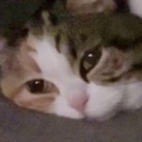 『こたつの中』を覗いたら、ネコが……とっても気持ちよさそうな『体勢』に「ひゃー可愛すぎる」「丸くならないんだｗ」と癒される人が続出