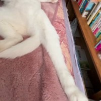 布団の中で眠っていた猫→『寝相』が気になって見てみたら…飼い主爆笑の『とんでもない光景』が41万再生「おっさんｗ」「人間っぽいｗ」