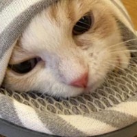 パパのスリッパが大好きで『中に入っていた子猫』→約５か月後…まさかの光景に笑ってしまう人が続出「落ち着くのかなｗ」「可愛すぎやんｗ」