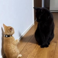 先輩猫にパンチを当てようと『立ち上がった子猫』→次の瞬間…可愛すぎる『まさかの動き』が27万再生「必死感がたまらん」「笑った」