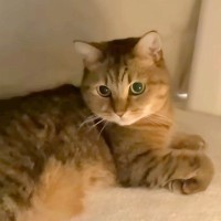 寒い日、コタツに入った猫→おやつの時間になっても出てこなくて…どう見ても『ダメになっている光景』が話題「コタツの住人」「すっかり虜」
