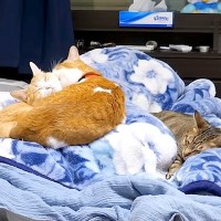 ベッドで寝ている間、５匹の猫はどうしているのか撮影→思わず頬が緩む『夜の過ごし方』に反響「そばにいたいのねｗ」「見どころしかないｗ」