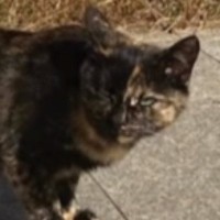 寒くなってきた頃、突然『家の庭に来るようになった野良猫』…『涙あふれるエピソード』に感動の声続出「出会えてよかった」「ありがとう」