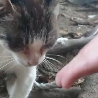 土手で必死に生きていた『目の状態が悪い子猫』→何度も会っていると……涙あふれる『現在の様子』に「ありがとう」「素晴らしい」と反響