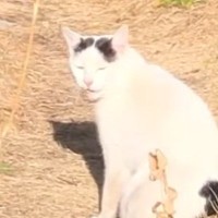 『足を引きずる野良猫』を家族に迎えた結果…驚きの展開と３年が経った『現在の様子』に「とても感動した」「涙があふれてきた」と反響