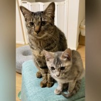 『先輩猫が鳴いた次の瞬間』、となりにいた子猫が…まるで親分と子分のような『可愛すぎるやり取り』が10万再生「舎弟感ｗ」「たまらんｗ」