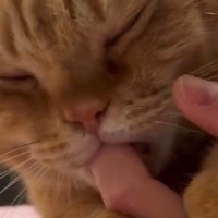 飼い主さんの指をしゃぶる猫→手を動かされると…とんでもなく甘えん坊な『まさかの行動』に悶絶「赤ちゃんだ」「たまらない…」と４万いいね