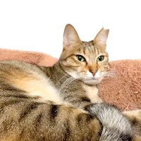 パパのことが大好きな猫→起きてきたパパに名前を呼ばれると…喜びのあまり見せた『愛情表現』に反響「見ている私も幸せ」「歓喜の舞」