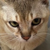 警戒心むき出しだった『保護猫』→出会いから半年が経つと…『劇的なビフォーアフター』に感動の声「めっちゃ変わった」「信頼の眼差し」