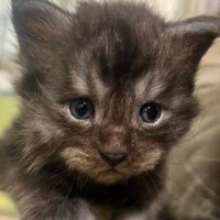 とっても小さかった『大型猫の赤ちゃん』→『４か月後』、子供が抱っこしてみると…驚愕の成長速度に「めっちゃでかい」「たったの4か月でｗ」