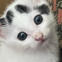 ガリガリだった『保護子猫』→すくすくと成長した結果…幸せあふれる『劇的なビフォーアフター』に反響「よく育った」「たまらんね」