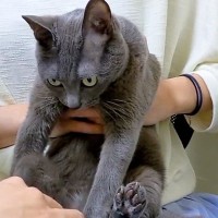 ４匹のネコの爪切りをした結果→揃いも揃って…想像以上に『無抵抗な様子』が57万再生「みんないい子すぎる」「中に人間入ってるんじゃ…」