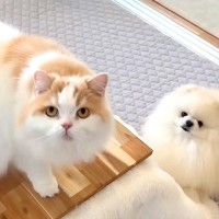 猫と犬にコタツを手作りしてあげた結果→大はしゃぎして…『ずっと見ていたくなる光景』に「ウキウキワクワクが伝わってくる」「幸福」と反響