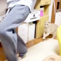 高校生の男の子と追いかけっこするネコ→どちらも楽しそうで…あまりにも尊い『家族愛を感じる光景』に反響「変わらない関係尊い」「相思相愛」