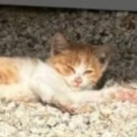 寒空の下、自宅の敷地内で『足を引きずる子猫』を発見……思わず感動する『命のリレー』が22万再生「よく頑張ったね」「愛が溢れてる」