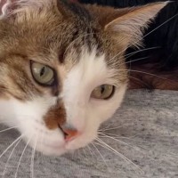 いつもは会社に行ってしまうパパが家にいたら、『甘えん坊な猫』は…とんでもなく尊い『1日の様子』が42万再生「可愛すぎ」「良かったねぇ」