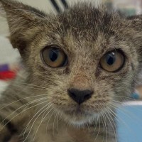 やせ細り、『汚れていた野良猫』を保護→愛情込めて育てた結果…面影がなさすぎる『驚きの変貌っぷり』に「入れ替わった？ｗ」「別ニャンだ」