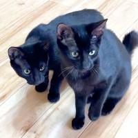 朝、寝坊してしまった結果→３匹の保護子猫が何か言いたげな様子で…思った以上に『必死に訴える光景』に反響「いっぱい食べてね」「ほのぼの」