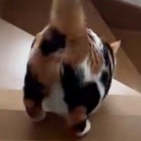 『階段を降りる三毛猫』を後ろから見ていると…たまらない『おしりの動き』に「なんて活きのいい」「何度見てもかわいい」と反響