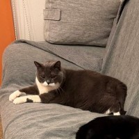 『私は床に座ります』→ソファの上を見てみると、『猫たち』が……笑ってしまう光景に２万いいね「見事に占領されてるｗ」「入る隙間がｗ」