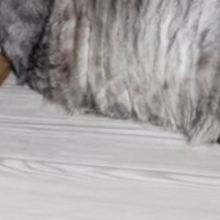 新居に到着後→『猫の様子』を見たら、『押し入れの中』で…愛おしすぎる光景が191万再生「申し訳ないけど笑った」「不安なんだねｗ」