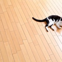 『畳とフローリング』猫との暮らしで選ぶならどっち？それぞれの良い点・悪い点を解説