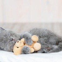 子猫の『成長を妨害する』絶対NG行為4つ　成猫期にまで影響が及ぶ可能性も